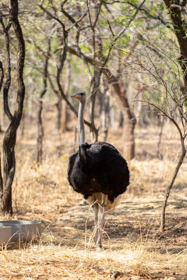 Kumbali Game Reserve